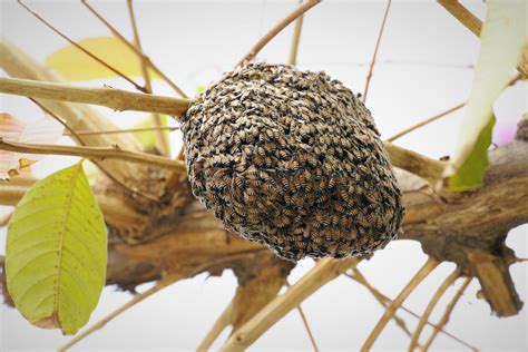 蜜蜂在家里筑巢|蜜蜂在家里筑巢怎么办？/Bees build nests in home